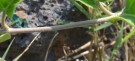 Live Plant Image