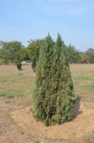 Live Plant Image