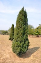 Live Plant Image