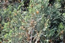 Live Plant Image