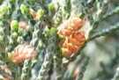 Live Plant Image
