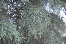 Live Plant Image