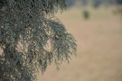 Live Plant Image