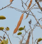 Live Plant Image