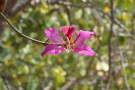 Live Plant Image