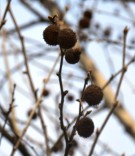 Live Plant Image
