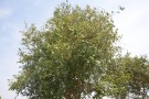 Live Plant Image