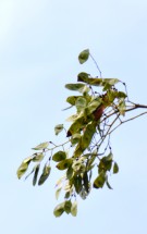 Live Plant Image