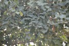 Live Plant Image