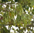 Live Plant Image