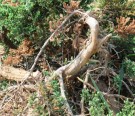 Live Plant Image