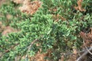Live Plant Image