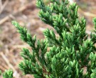 Live Plant Image