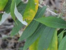 Live Plant Image