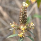 Live Plant Image