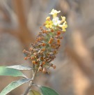 Live Plant Image