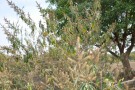 Live Plant Image