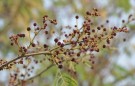 Live Plant Image