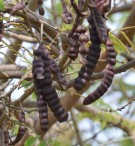 Live Plant Image