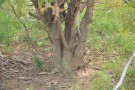 Live Plant Image