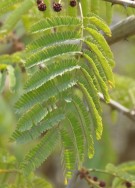 Live Plant Image