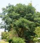 Live Plant Image