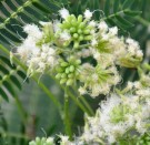 Live Plant Image