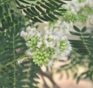 Live Plant Image