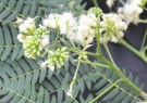 Live Plant Image