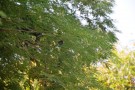 Live Plant Image