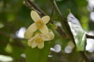 Live Plant Image