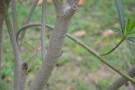 Live Plant Image