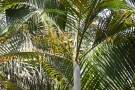 Live Plant Image