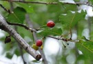 Live Plant Image