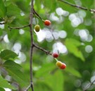 Live Plant Image