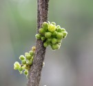 Live Plant Image