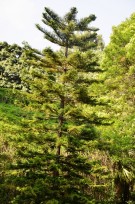Live Plant Image