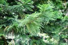 Live Plant Image