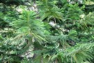 Live Plant Image