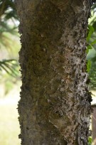 Live Plant Image