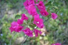 Live Plant Image