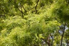 Live Plant Image