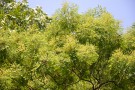 Live Plant Image