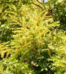 Live Plant Image