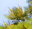Live Plant Image