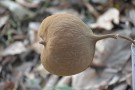 Live Plant Image