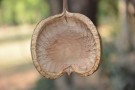 Live Plant Image