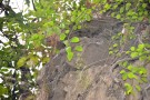 Live Plant Image