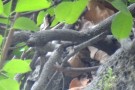 Live Plant Image