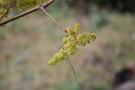 Live Plant Image